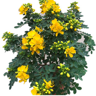 黄金梅净化空气室外耐寒花卉花期久多年生灌木花苗满树花苞包邮