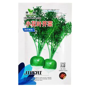 春秋季小花叶芥菜种子辣疙瘩阳台盆栽庭院农家作物疏蔬菜介菜种籽