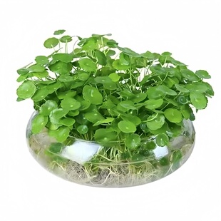 铜钱草水培绿植盆栽室内外桌摆养植懒人水培绿植