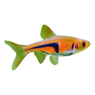 金三角灯热带鱼红绿灯鱼正三角灯鱼淡水鱼草缸中小型鱼群游灯科鱼