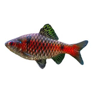 钻石彩虹鲫进口鲤科冷水耐寒耐养热带鱼原生鱼小型活体群游观赏鱼