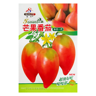 超甜芒果蜜番茄种子春秋季播水果蔬菜籽盆栽果味沙瓤老西红柿种籽