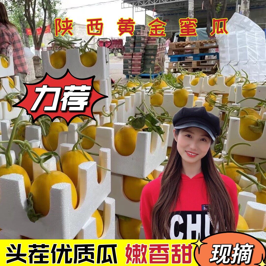 坏果包赔陕西阎良黄金蜜瓜新鲜应季净重8.5-9斤中通包邮