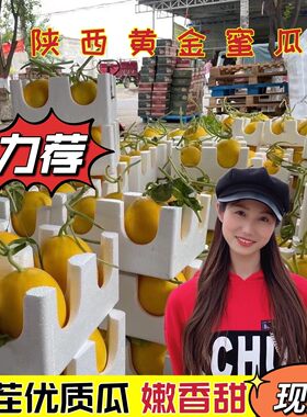 坏果包赔陕西阎良黄金蜜瓜新鲜应季净重8.5-9斤中通包邮