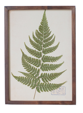 植物标本装饰画干花相框