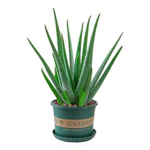 芦荟盆栽绿植好养植补水可食用美容库拉索芦荟苗四季常青净化空气