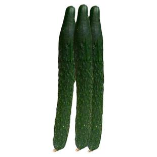 黄瓜籽种青瓜种籽种孑广东省农科院高产四季阳台盆栽瓜果蔬菜种子