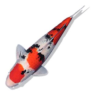 顺丰锦鲤活鱼观赏鱼纯种三色大正昭和活体好养耐活冷水淡水鱼金鱼