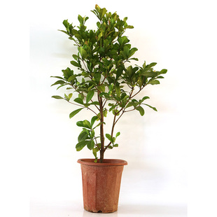 神秘果苗果树盆栽神秘果苗果树四季带果树珍贵神奇果神秘果树包邮