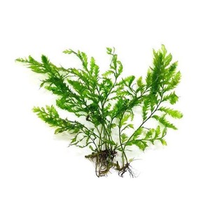 矮种黑木蕨阴性水下叶高端稀有水草中景鱼缸造景装饰活体淡水苔藓