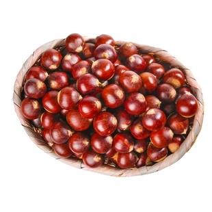 2025年现摘锥栗建瓯高山板栗新鲜生油栗锥形圆尖栗农家野生毛栗子