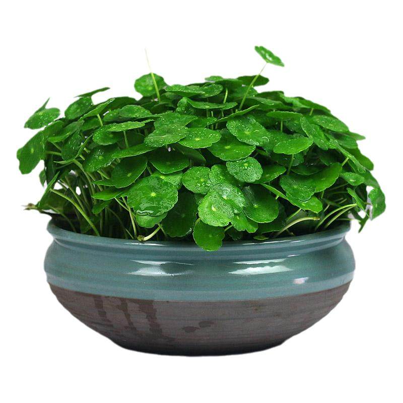 客厅水培植物铜钱草书房净化空气