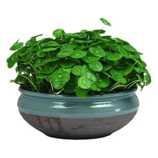 铜钱草水培植物室内桌面净化空气水养花盆器皿绿植花卉金钱草盆栽