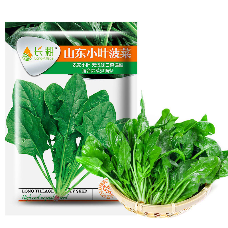 菠菜种子耐寒农家四季