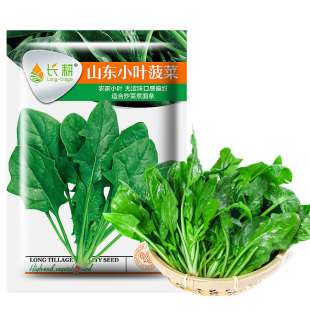 耐热小叶菠菜种子苗春秋波菜种孑农家大田蔬菜籽四季家庭盆栽青菜