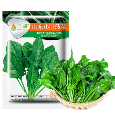 菠菜种子耐寒农家四季