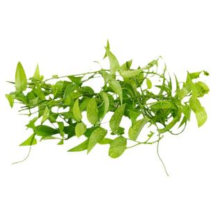 幸运星新鲜熊猫竹藤树苗阔叶舞竹酒楼餐厅摆盘装饰点缀花草叶子