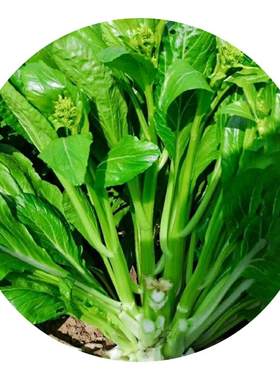 农家多福连州高产甜菜心