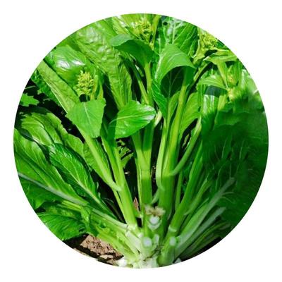 农家多福连州高产甜菜心