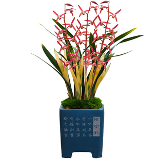 名贵国宝级兰花带花苞墨兰红太阳室内客厅浓香型花卉基地直销盆栽