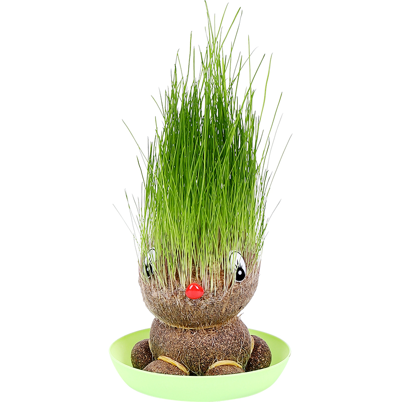 草头娃娃头上长草人小盆栽种植物浇水长头发迷你绿植儿童观察生长