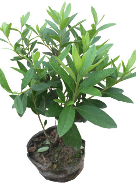 庭院植物杜鹃花苗园林绿化工程