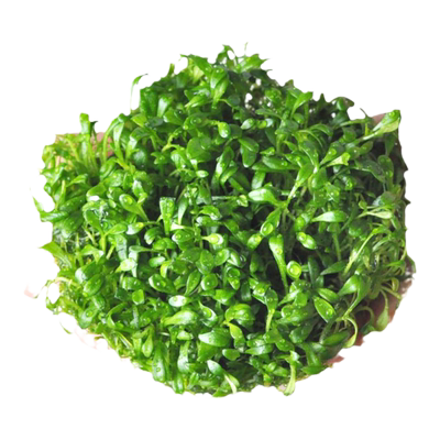 日本珍珠草鱼缸造景水草