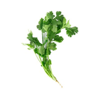 东升农场 东升香菜 芫茜 广州蔬菜新鲜配送 50g