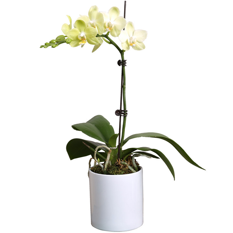 成都配送高档室内绿植蝴蝶兰