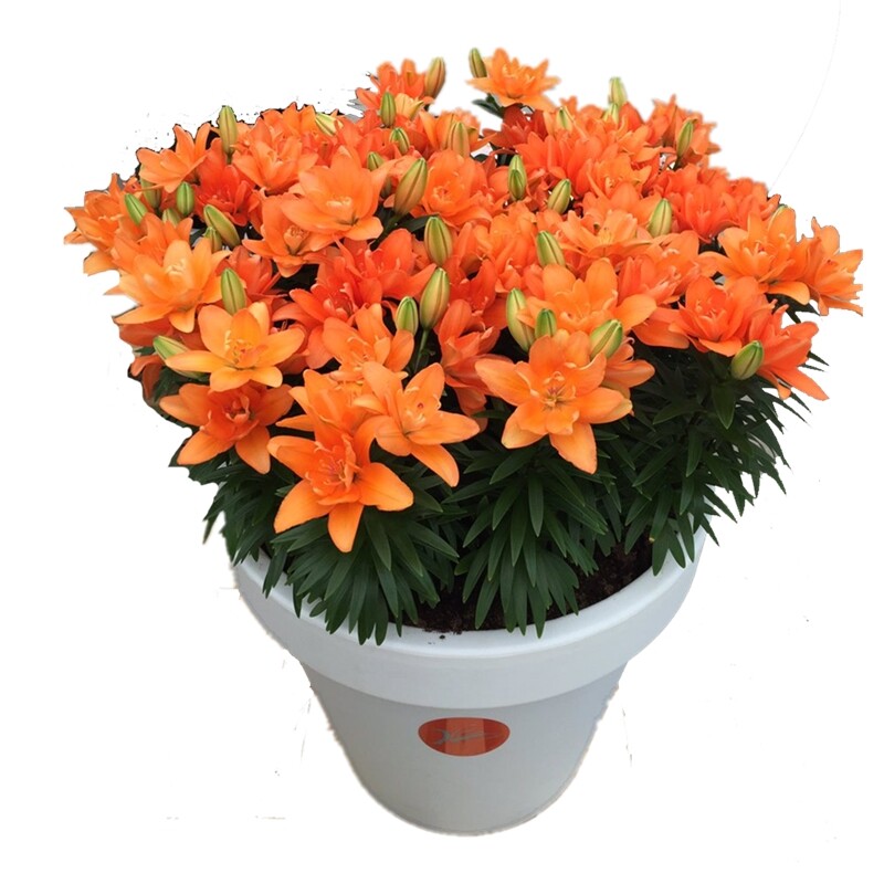滇峰园艺荷兰进口香水百合花种球