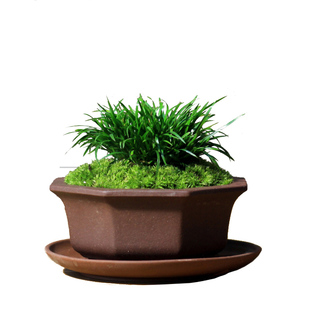 金钱菖蒲昌蒲随手香日本菖蒲盆景盆栽茶桌办公桌面紫砂禅意小绿植