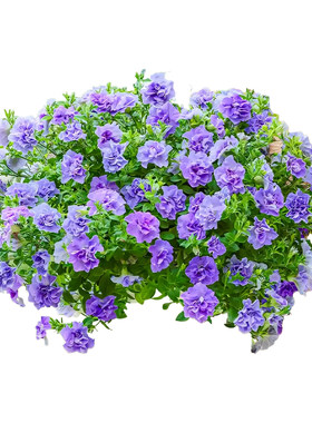 重瓣牵牛花四季播种开花3天发芽