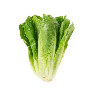生菜种子大全孔雀菜种子四季沙拉菜籽种寿司菜可生吃直立生菜种籽