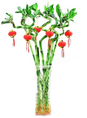 客厅招财观音竹盆栽绿植净化空气