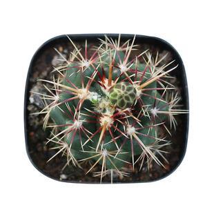 大统领实生仙人球精养强刺开花瘤玉属仙人掌多肉植物办公室小盆栽