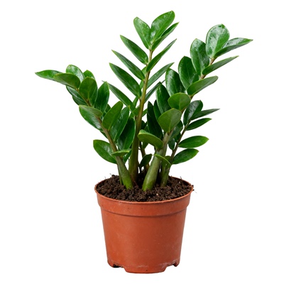 秋冬季金钱树盆栽植物发财树绿植