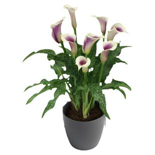 彩色马蹄莲种球根块茎黑英雄好养种球黑紫色虹越荷兰进口球根花卉