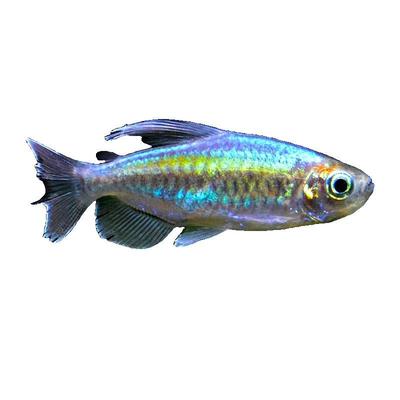 刚果美人草缸群游鱼淡水热带鱼