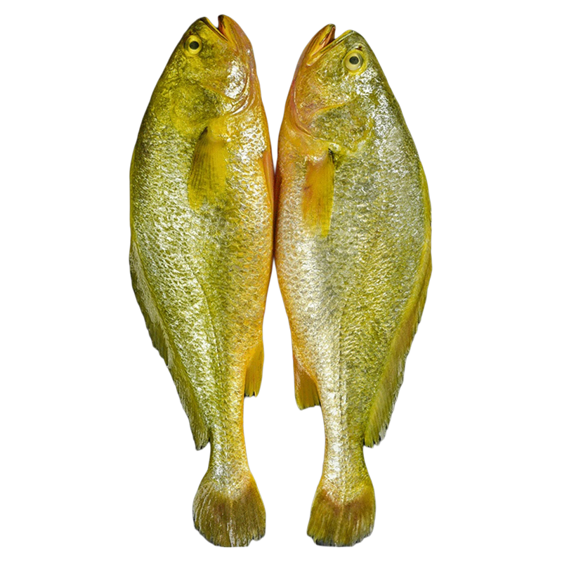 正宗大黄鱼野生深海新鲜冷冻5条黄鱼鲞黄花鱼深海鱼商用整箱包邮