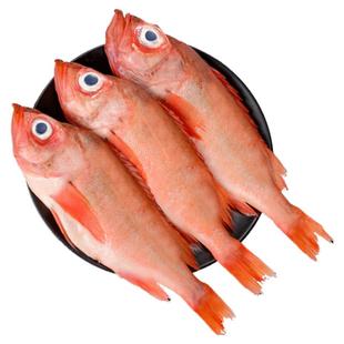 红石斑鱼鲜活冷冻海鱼大鱼新鲜超大条红鱼龙胆富贵鱼海鲜水产包邮