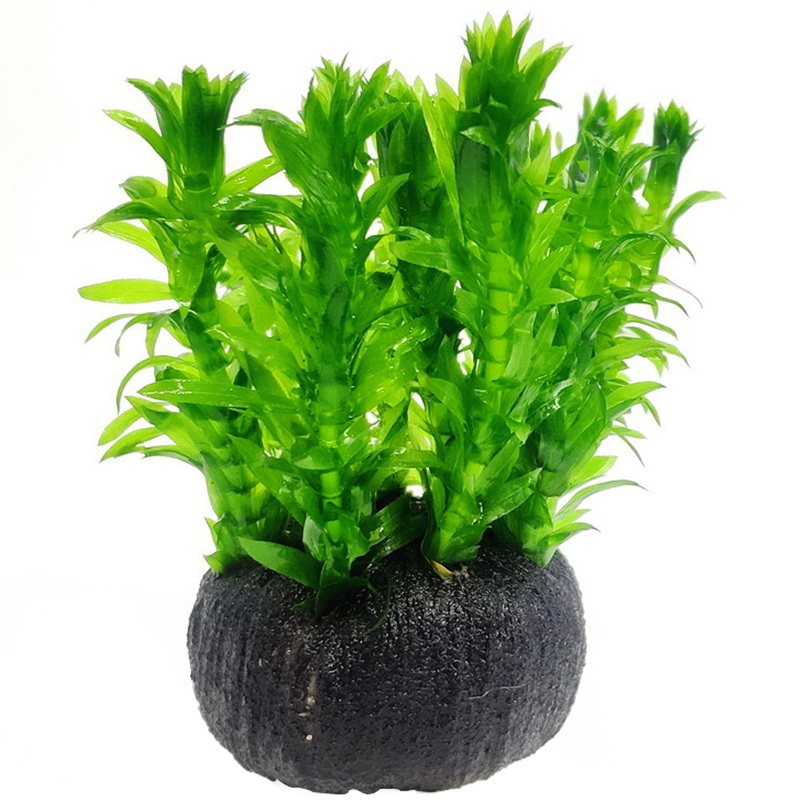 千草堂新手水草易养易活蜈蚣草