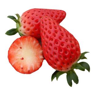 现货上海青浦红霞章姬奶油草莓 当季草莓新鲜水果3.5斤礼盒装包邮