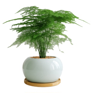 文竹盆栽耐阴花卉办公室内桌面懒人好养活绿植四季常青客厅小盆景