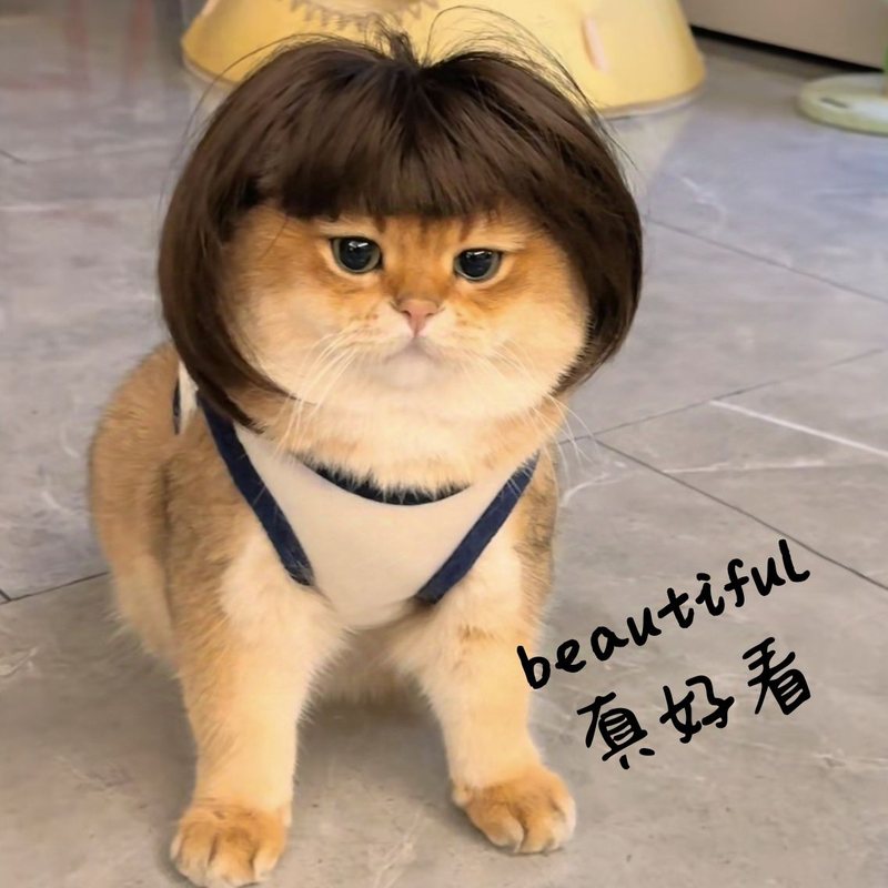 宠物假发齐刘海爆炸头搞怪可爱发饰搞笑小辫子小猫咪狗狗头发装扮