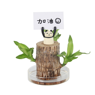 撒哈拉植物|水培绿植幸运木巴西木水养盆栽植物净化空气趣味