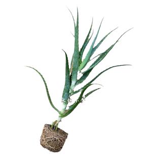 绿植花卉木立芦荟盆栽龙爪菊多肉植物美容药用芦荟净化空气吸甲醛
