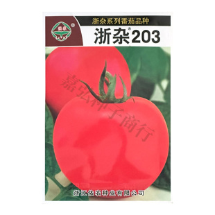 浙杂203番茄种子 无限生长类型 早熟 幼果无果肩丰产稳定抗病性强