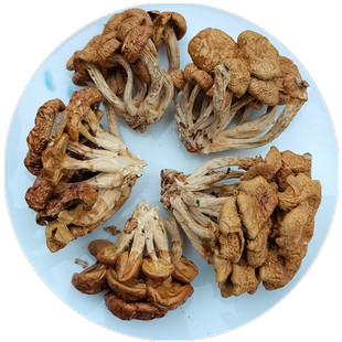 云南滑菇干货 滑子蘑 鸡油菌 珍珠菇云南特产非野生菌口感好 散装