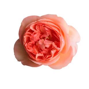 海蒂的花园旗舰店人间天堂灌木月季大花苗多季开花阳台庭院盆栽苗