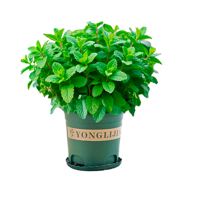 清凉夏季！薄荷盆栽可食用新鲜薄荷叶植物室内驱蚊好养香料香草苗